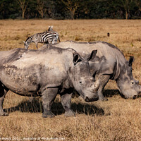 Buy canvas prints of White Rhino and Zebra by Steve de Roeck