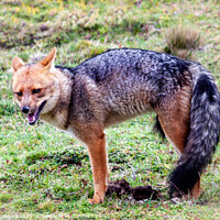 Buy canvas prints of Andean Wolf by Steve de Roeck