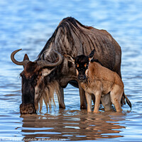 Buy canvas prints of Wildebeest And Calf At Waterhole by Steve de Roeck