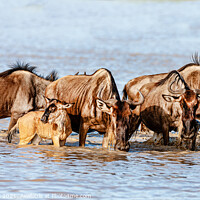 Buy canvas prints of Wildebeest Take A Moment To Relax With Their Baby. by Steve de Roeck