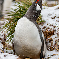 Buy canvas prints of Gentoo Penguin On Its Nest by Steve de Roeck