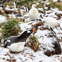 Buy canvas prints of A gentoo penguin defends its nest from marauding sheathbills. by Steve de Roeck