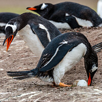 Buy canvas prints of Gentoo Penguins Swap Duties At The Nest by Steve de Roeck