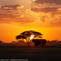 Buy canvas prints of Elephants At Sunset by Steve de Roeck
