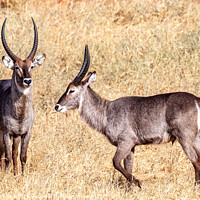 Buy canvas prints of Waterbuck on the plains of Africa by Steve de Roeck