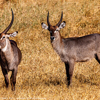 Buy canvas prints of A pair of Defasso Waterbuck on the plains of Africa by Steve de Roeck