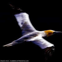 Buy canvas prints of Gannet Abstract  by Steve de Roeck