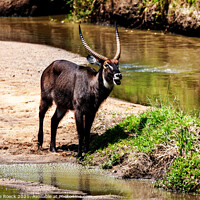 Buy canvas prints of Waterbuck baying for company. by Steve de Roeck