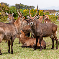 Buy canvas prints of Small group of Defassa Waterbuck at rest. by Steve de Roeck