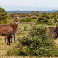 Buy canvas prints of Big Male and Female Waterbuck by Steve de Roeck
