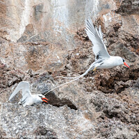 Buy canvas prints of Galapagos Red Billed Tropicbirds by Steve de Roeck