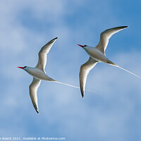 Buy canvas prints of Pair Of long-tailed tropic birds fly close by. by Steve de Roeck