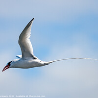 Buy canvas prints of Long Tailed Tropicbird shows his handsome tail against a blue, cloudy sky. by Steve de Roeck