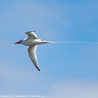Buy canvas prints of Red Billed tropicbird in a blue sky by Steve de Roeck
