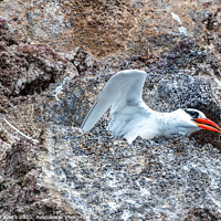 Buy canvas prints of Red Billed Tropicbird about to take off. by Steve de Roeck
