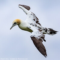 Buy canvas prints of Young Gannet Investigates The Cameraman by Steve de Roeck