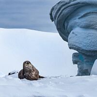 Buy canvas prints of Weddel Seal At Home by Steve de Roeck