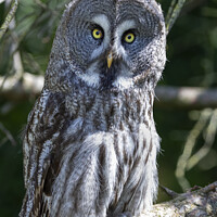 Buy canvas prints of A Great Grey Owl sitting on a branch by Steve de Roeck