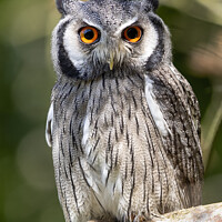 Buy canvas prints of Southern White Faced Owl by Steve de Roeck