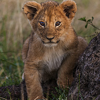 Buy canvas prints of Lion cubs at play by Steve de Roeck