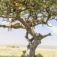 Buy canvas prints of Family Tree by Steve de Roeck
