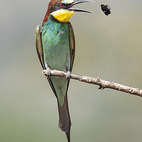 Buy canvas prints of Eurasian Bee Eater With Bee by Steve de Roeck