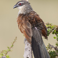Buy canvas prints of White Browed Coucal by Steve de Roeck