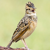 Buy canvas prints of Singing For His Supper; Crested Lark by Steve de Roeck