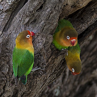 Buy canvas prints of A Gathering Of Lovebirds by Steve de Roeck