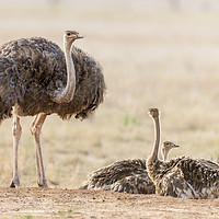 Buy canvas prints of The Ostrich Family by Steve de Roeck