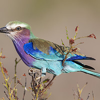 Buy canvas prints of Lilac Breasted Roller by Steve de Roeck