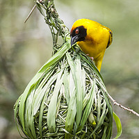Buy canvas prints of Yellow Weaver Hard At Work On His Nest by Steve de Roeck