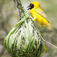 Buy canvas prints of Yellow Weaver At Work by Steve de Roeck