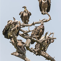 Buy canvas prints of Griffon Vultures Gather For The Feast. by Steve de Roeck