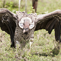 Buy canvas prints of Griffon Vulture Takes Flight by Steve de Roeck
