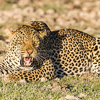 Buy canvas prints of Leopard At Rest. by Steve de Roeck
