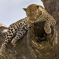 Buy canvas prints of High And Mighty Leopard by Steve de Roeck