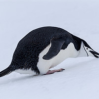 Buy canvas prints of Who Left This Here? Chinstrap Penguin With Snowbal by Steve de Roeck