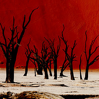 Buy canvas prints of Skeleton Trees by Steve de Roeck