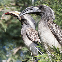 Buy canvas prints of Hornbills at Lunch. by Steve de Roeck