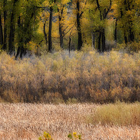 Buy canvas prints of Yellow Wood - Autumn by Steve de Roeck