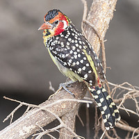 Buy canvas prints of Red & Yellow Barbet (Trachyphonus erythrocephalus) by Steve de Roeck