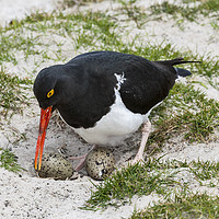 Buy canvas prints of Magellanic Oystercatcher At The Nest (Haematopus) by Steve de Roeck
