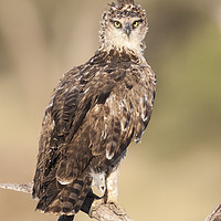 Buy canvas prints of Tawney Eagle Juvenile (Aquila rapax) by Steve de Roeck