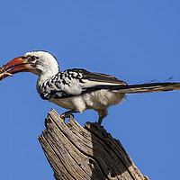 Buy canvas prints of Red Billed Hornbill With Prey (Tockus rufirostris) by Steve de Roeck