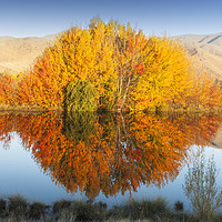 Buy canvas prints of Autumn Colours; Lake Benmore by Steve de Roeck