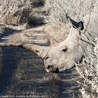 Buy canvas prints of White Rhino Namibia by Steve de Roeck