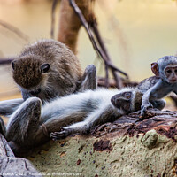 Buy canvas prints of Grooming monkey parents watch their baby go off to play. by Steve de Roeck