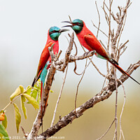 Buy canvas prints of Pair Of Southern Carmine Bee Eaters by Steve de Roeck