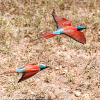 Buy canvas prints of Colourful birds flying low. by Steve de Roeck